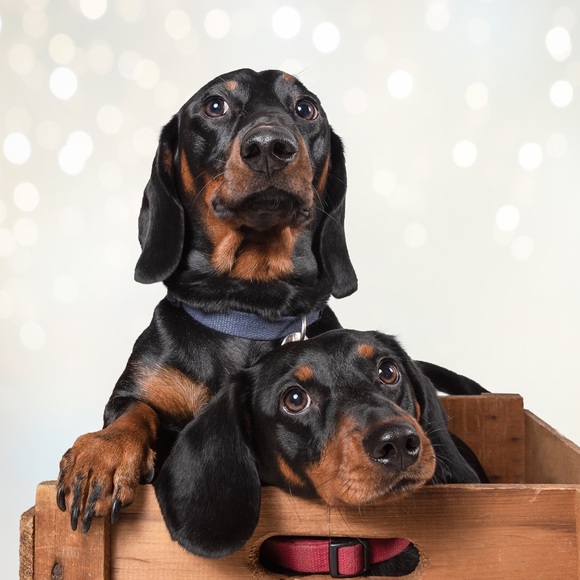 Meet your Posher, Carlos - Picture 1 of 1